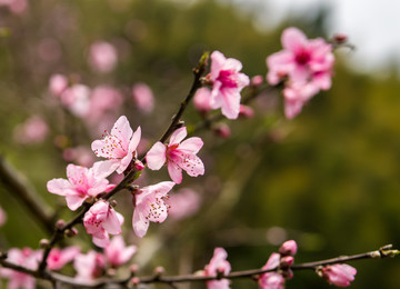 桃花