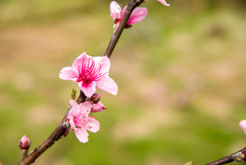 桃花
