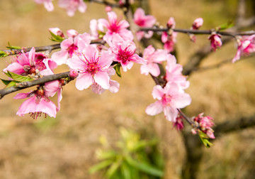 桃花