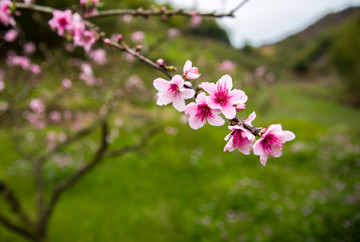 桃花