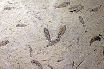 古生物化石魚化石