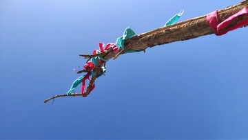 枯木彩帶