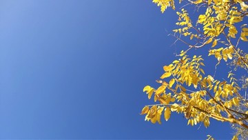 黃葉藍天