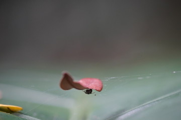 落葉與蜘蛛