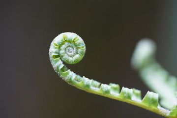 蕨類