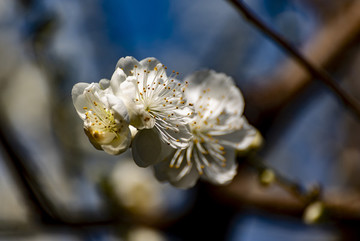 山桃花