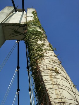 橋與植物
