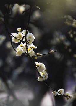 陽(yáng)春三月梅花開