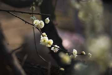 陽(yáng)春三月梅花開