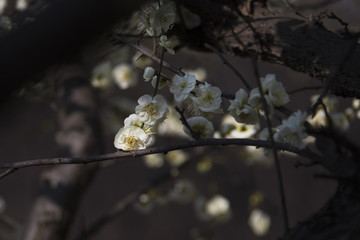 陽春三月梅花開