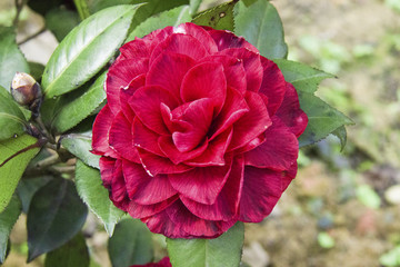 山茶花