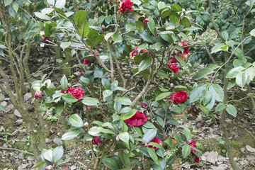 山茶花