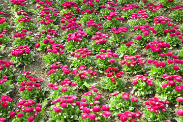 雛菊花海