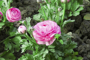 芹菜花