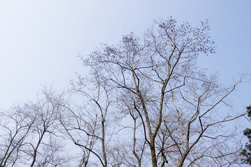 樹枝