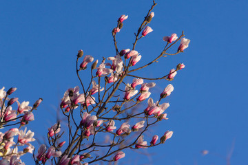 玉蘭花06