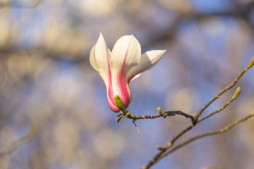 玉蘭花07