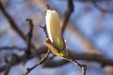 玉蘭花11