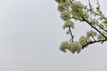 李子花