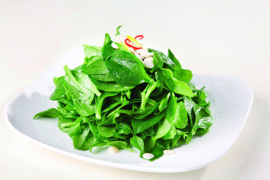 養(yǎng)生田七苗