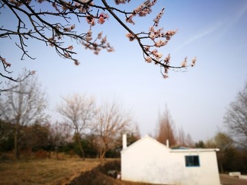 春天田園盛開(kāi)的花朵