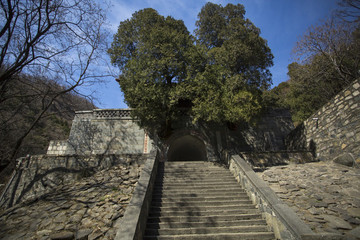 泰山奇松