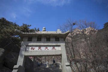 五大夫松