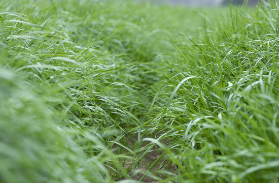 青草