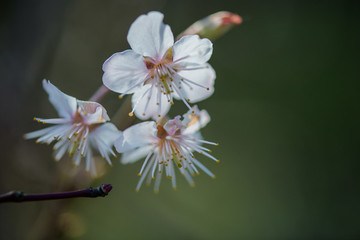 櫻桃花