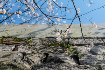 櫻桃花