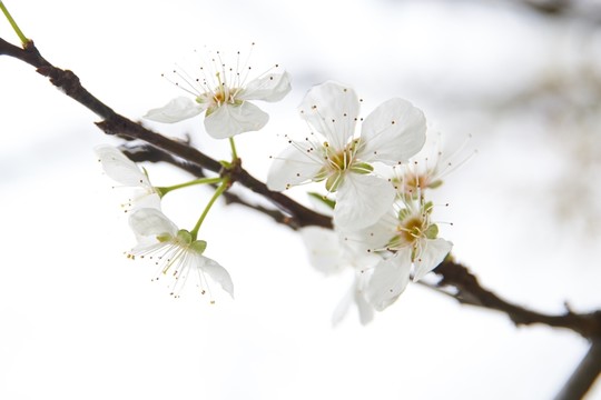 李花