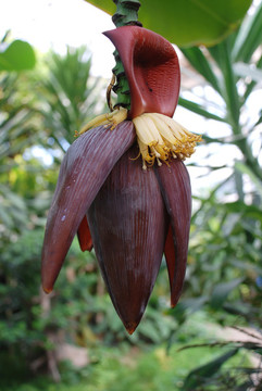 芭蕉花