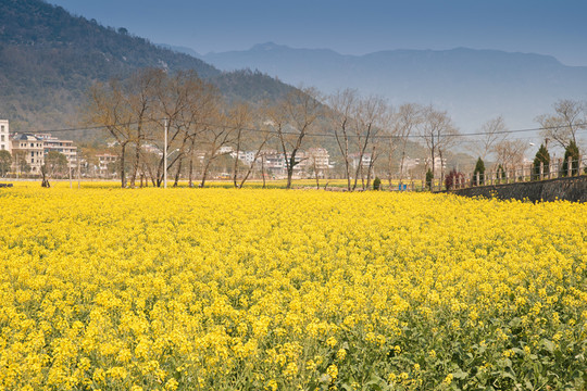 油菜花