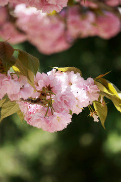 櫻花