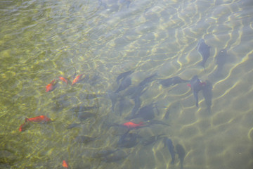 池中金魚