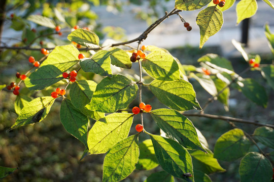 紅果