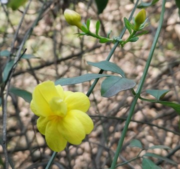 小黃花