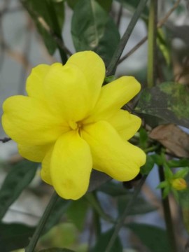 小黃花