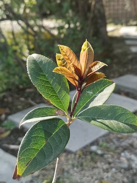 嫩芽