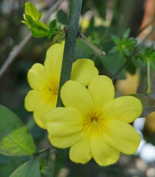 小黃花