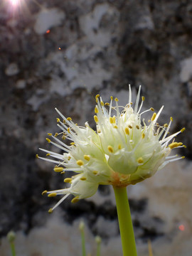 開(kāi)放的蔥花