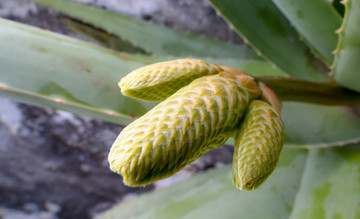 蘆薈的花苞
