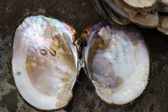 開(kāi)蚌取珠