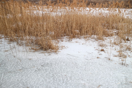 雪地蘆葦