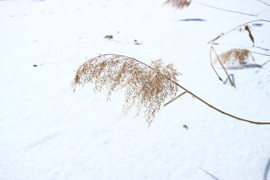 雪地蘆花