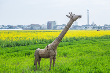 消泗油菜花節(jié)
