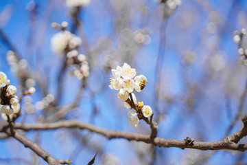 梨花