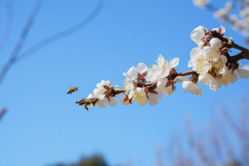 梨花