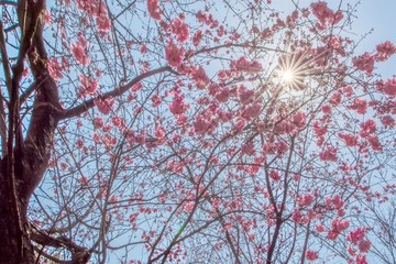 櫻花