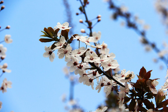 觀賞櫻花